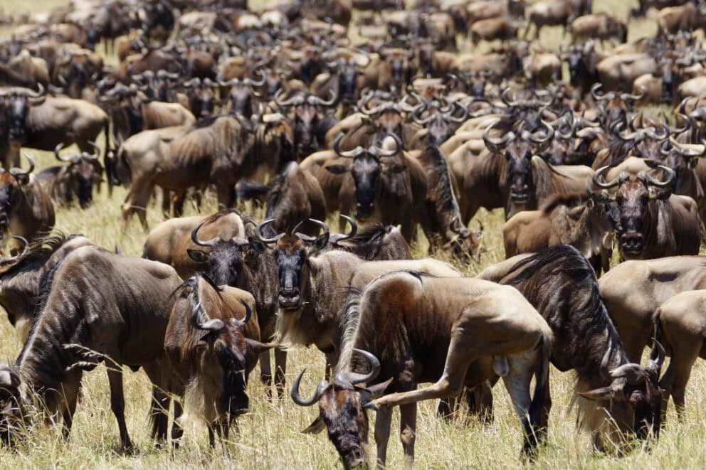 Herd of wildebeest grazing in Masai Mara, Kenya.