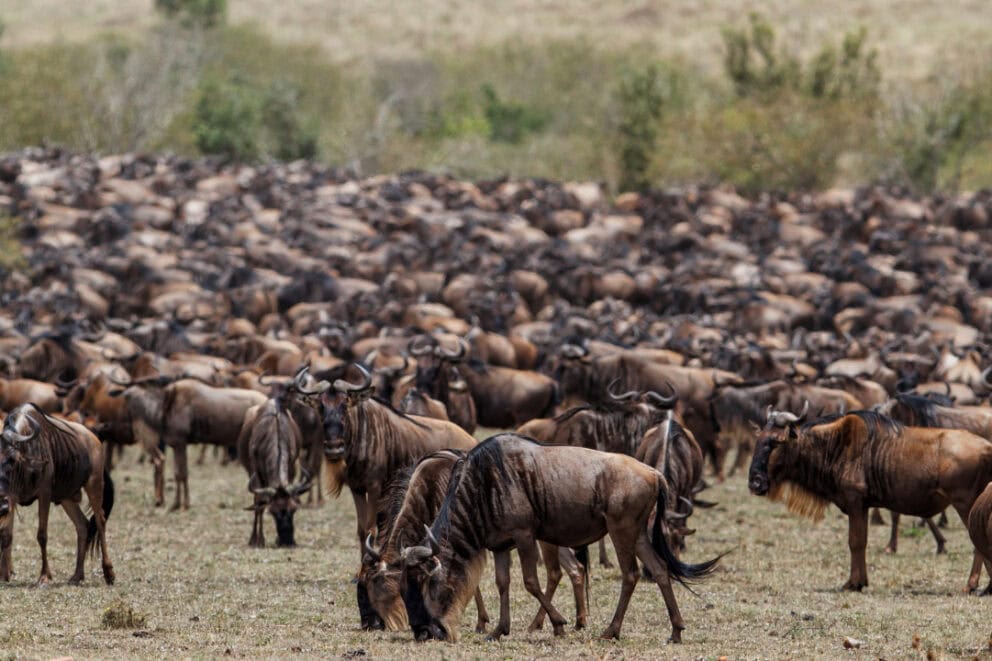 Large herd of wildebeest in Masai Mara, Kenya.