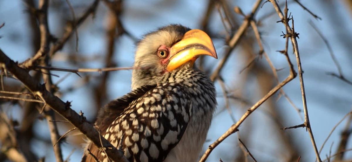 Gauteng, Kruger and the North_Hornbill