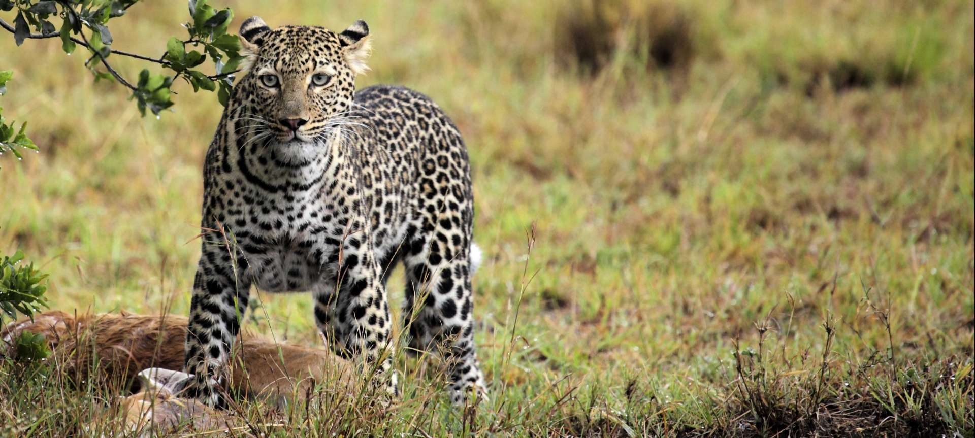 leopard are elusive big five animals to spot