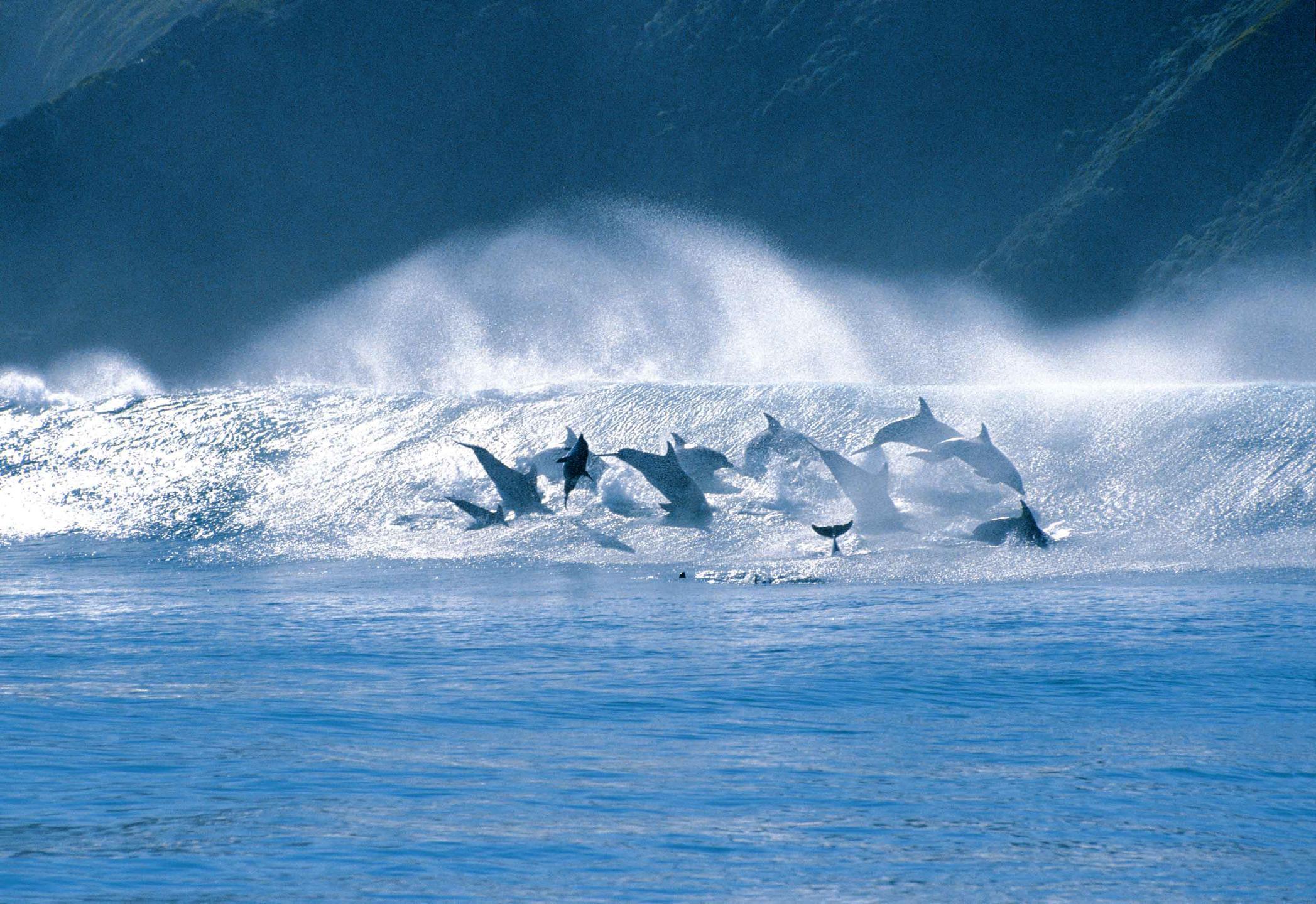 Dolphins leaping out of the ocean along the Garden Route, South Africa