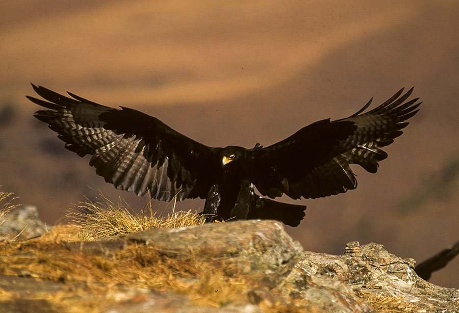 uKhahlamba-Drakensberg Park_Verreaux Eagle