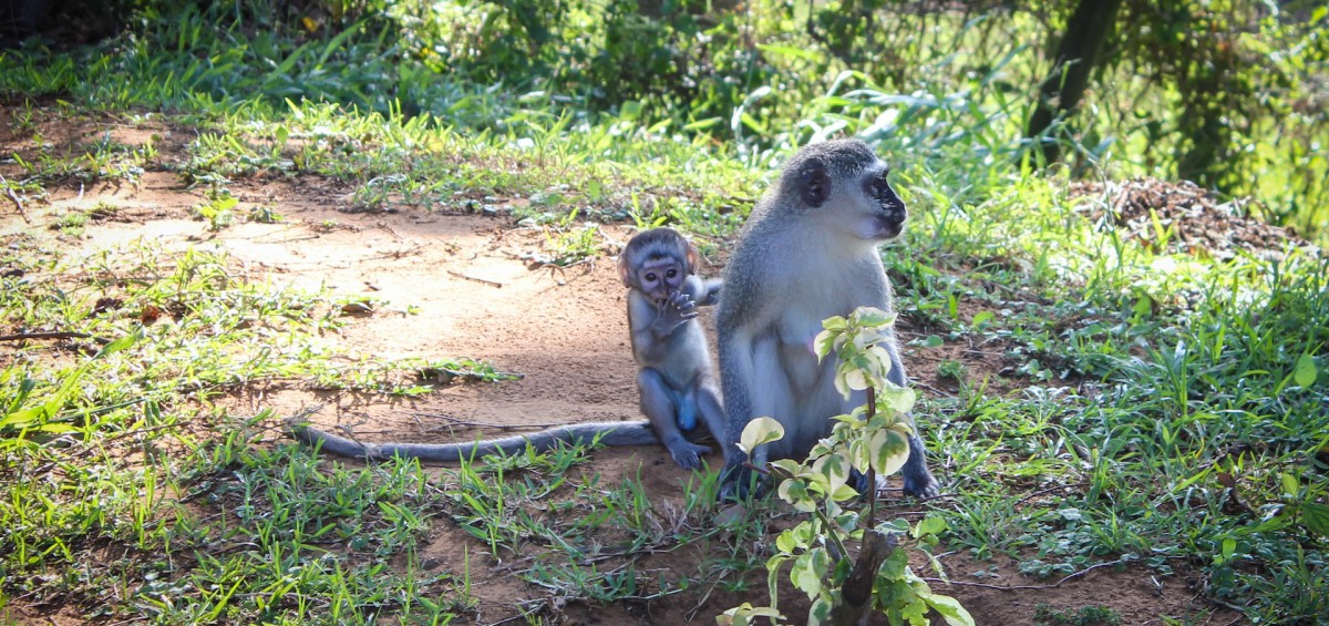 iSimangaliso Wetland Park_Vervet Monkey