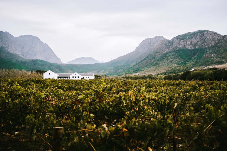 The Western and Eastern Cape_Cape Winelands