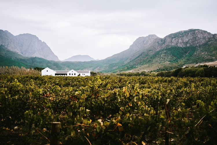 The Western and Eastern Cape Winelands