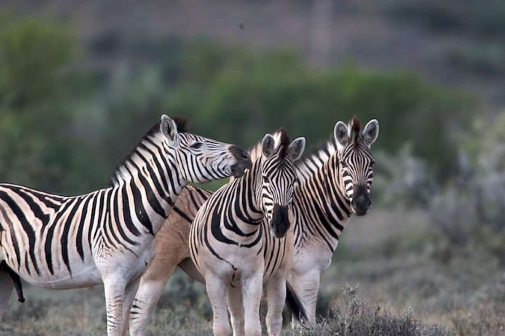Zebra in Karoo National Park.