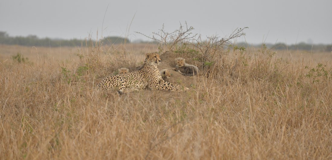 Cheetah in Phinda