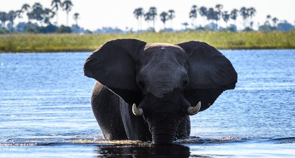 Four camps and lodges in Botswana that are perfect for families