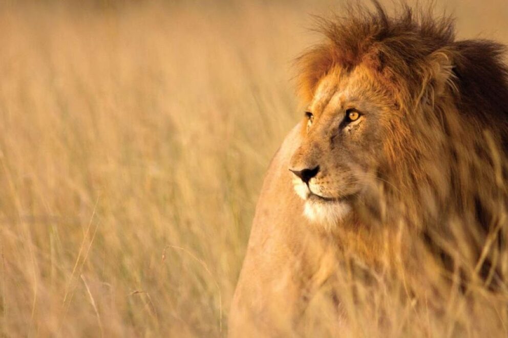Lion in the Kruger National Park.