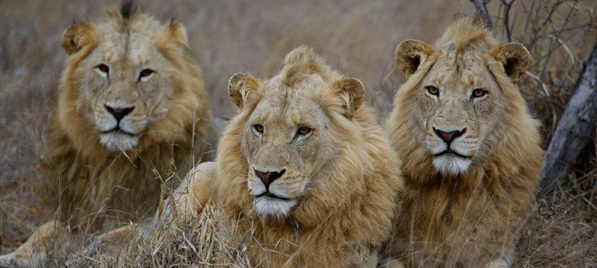lions in the kruger national park wildlife safari