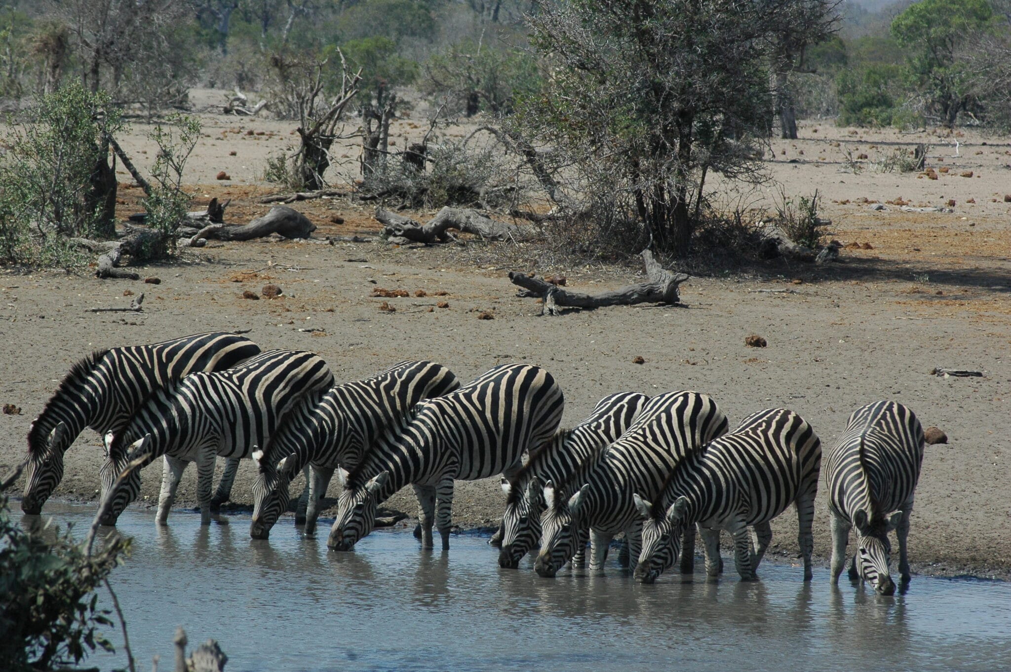 zebra at waterhole south africa in october
