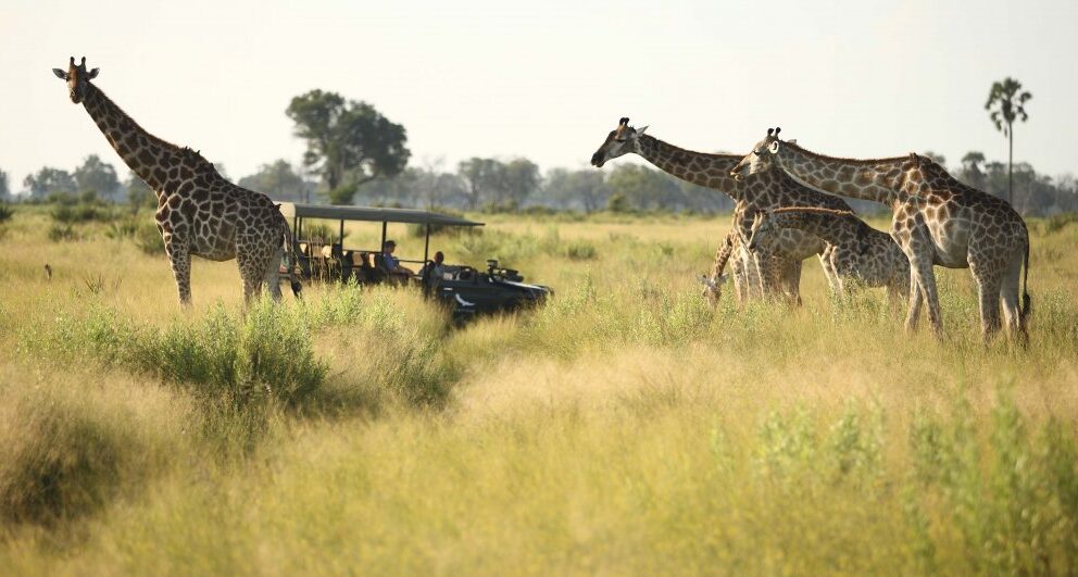 Four camps and lodges in Botswana that are perfect for families