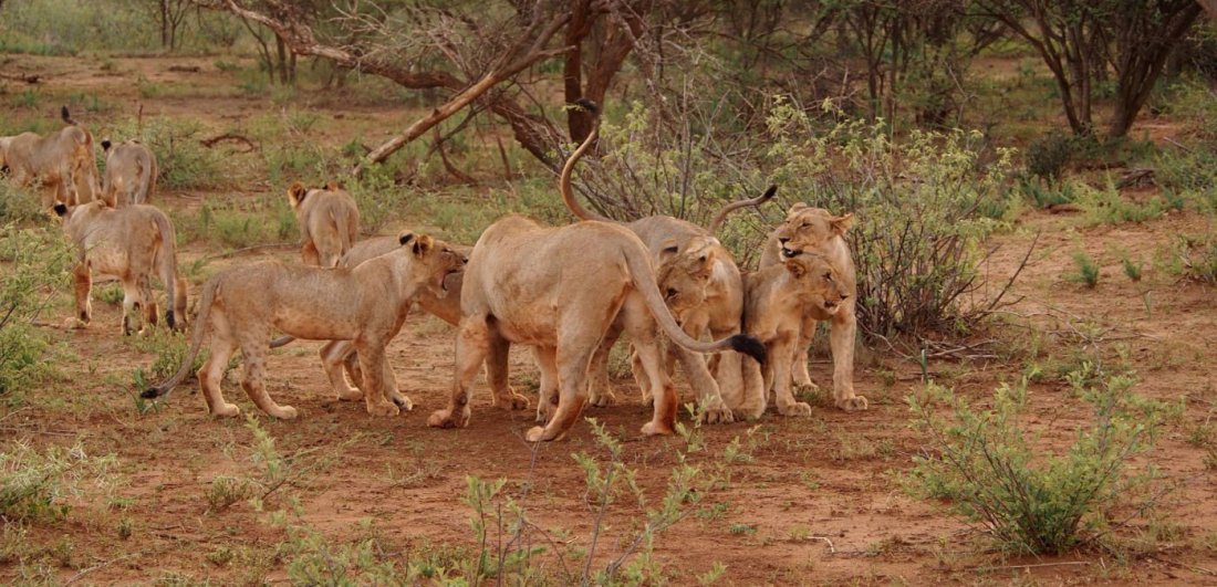 lions in the madikwe game reserve south africa animals