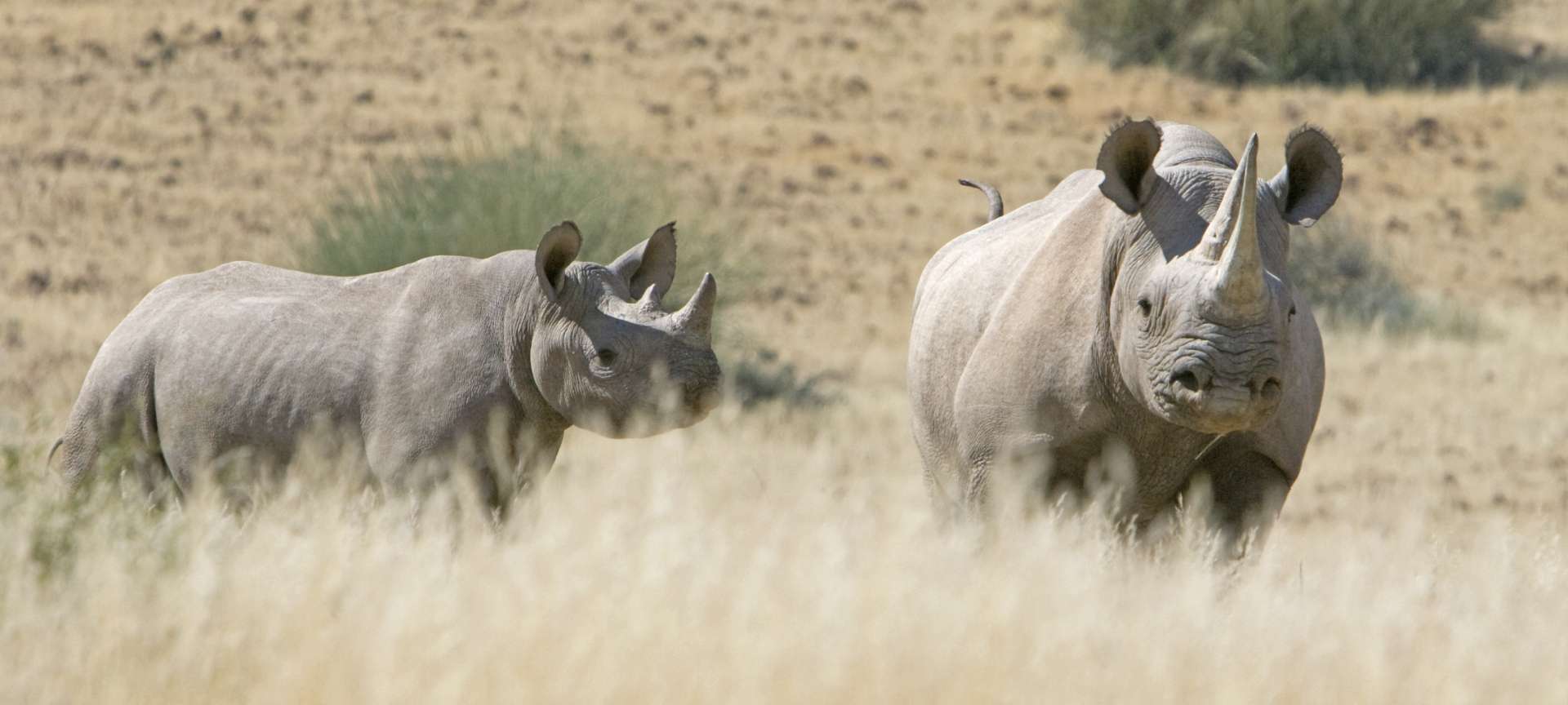 rhino in pilanesberg wildlife