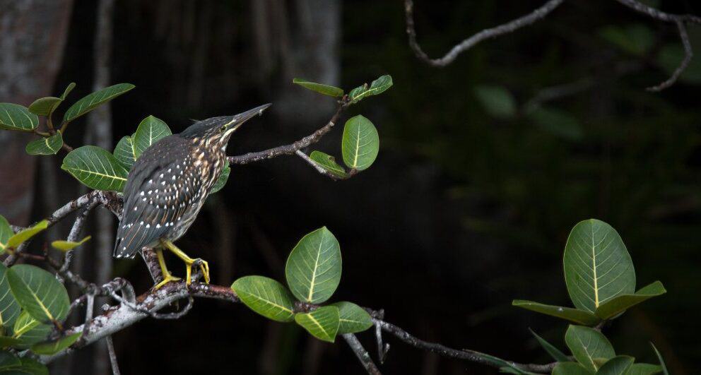 isimangaliso wetland park south africa birding green backed heron