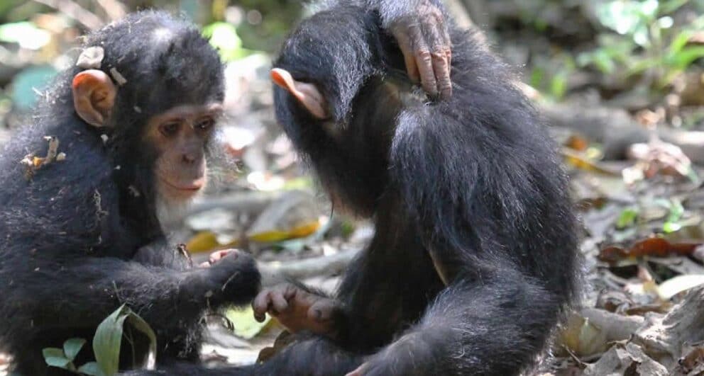 Why return visitors prefer Tanzania’s Southern Circuit