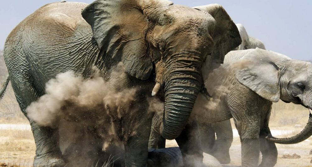 Five interesting facts about Etosha National Park