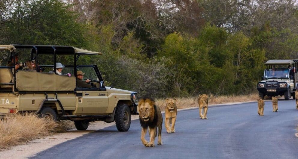 Five reasons why the Kruger should be on the top of your safari list