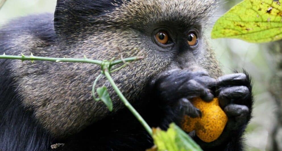 Seven things you should know before travelling to Volcanoes National Park