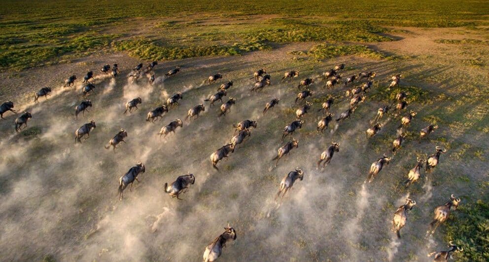 All you need to know about the Loita Migration