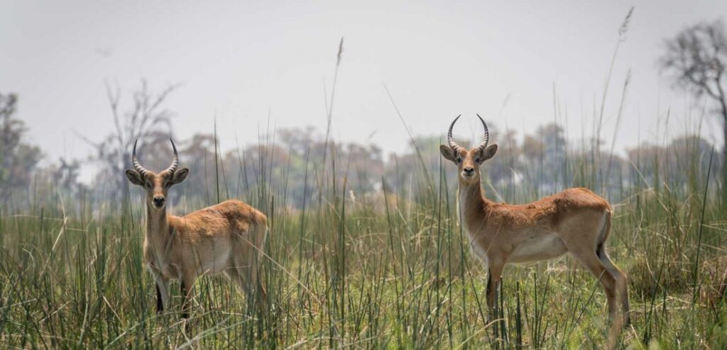 Red Lechwe Antelopes