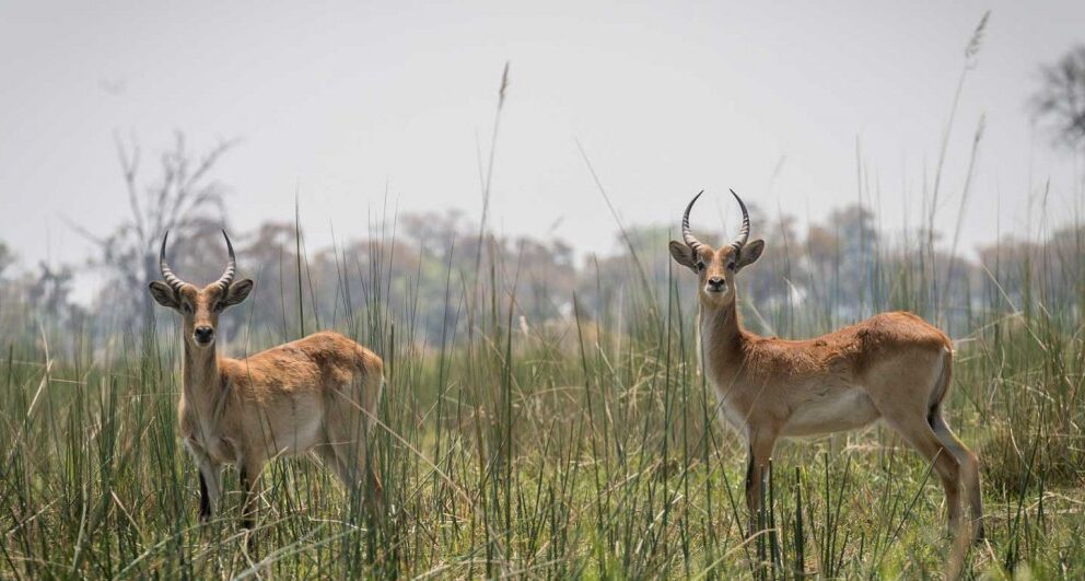Red Lechwe Antelopes