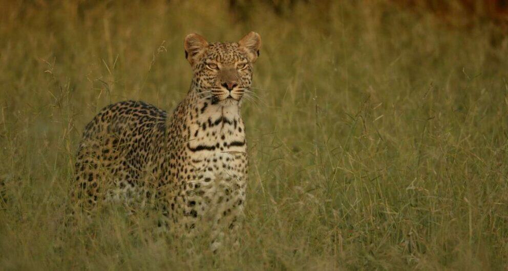 Why you should consider Selinda for your next safari