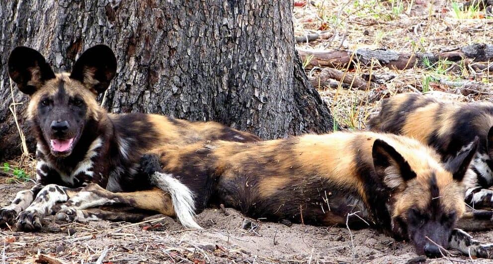 Why return visitors prefer Tanzania’s Southern Circuit