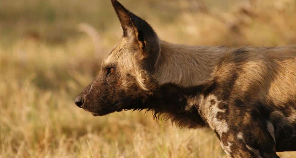 Why you should consider Selinda for your next safari