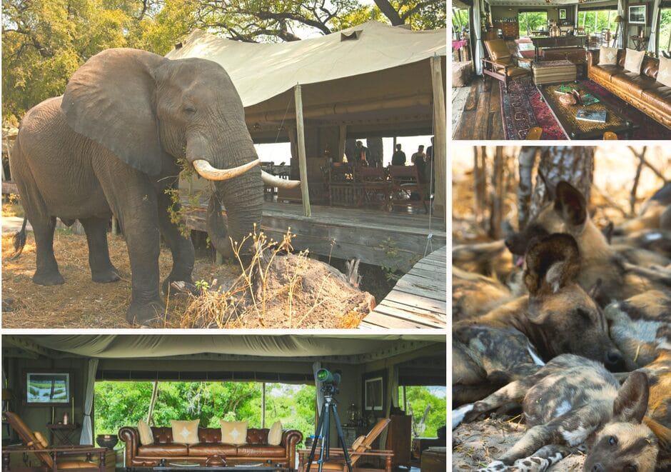 Why you should consider Selinda for your next safari