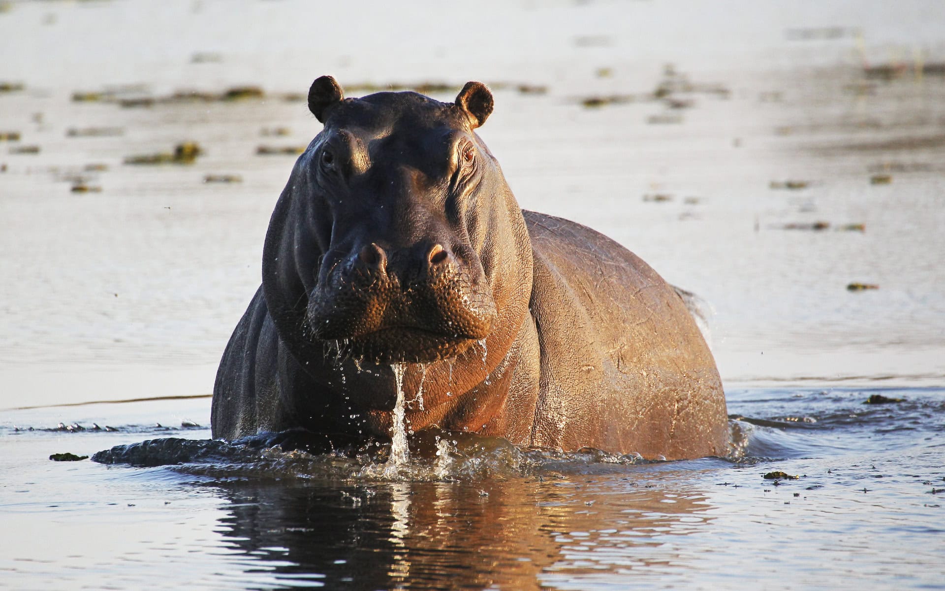 Hippo in water at Khwai River, Moremi Game Reserve. Photo: Canva