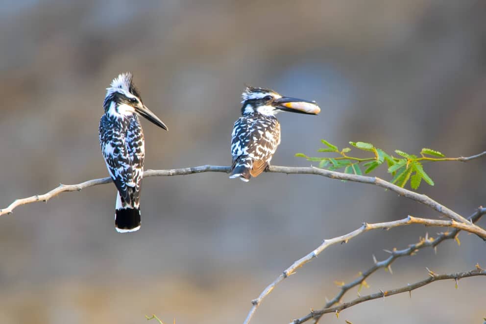 Pied kingfisher birds in Botswana.