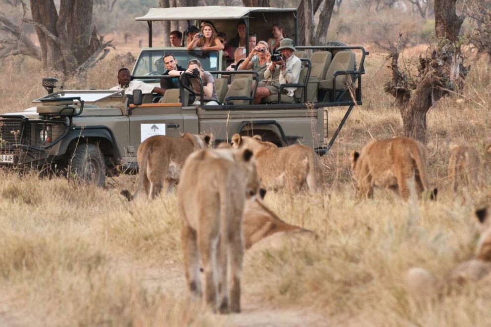 Safari vehicle observing lions, Botswana.