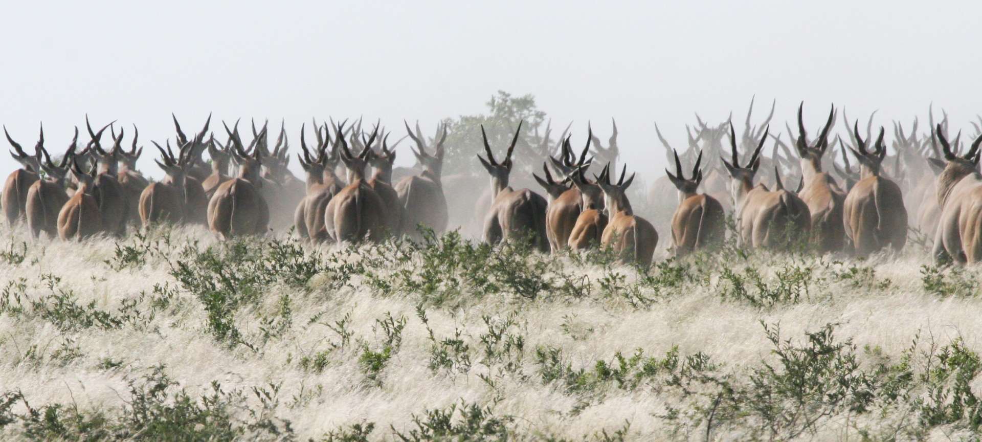 Wildlife is a major attraction in Botswana