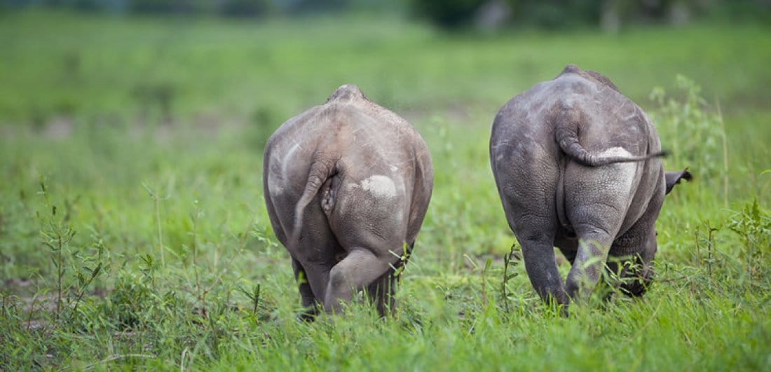 Rhino in Botswana