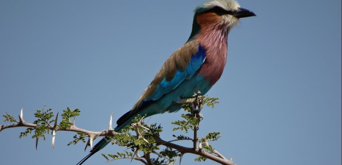 Birding in Botswana is a marvel