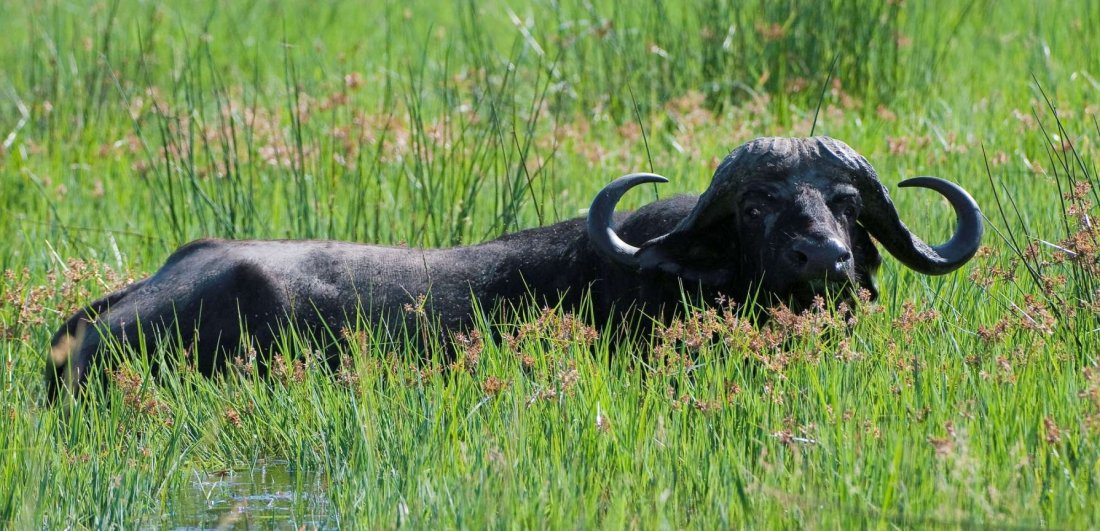A large buffalo in the Okavango Delta