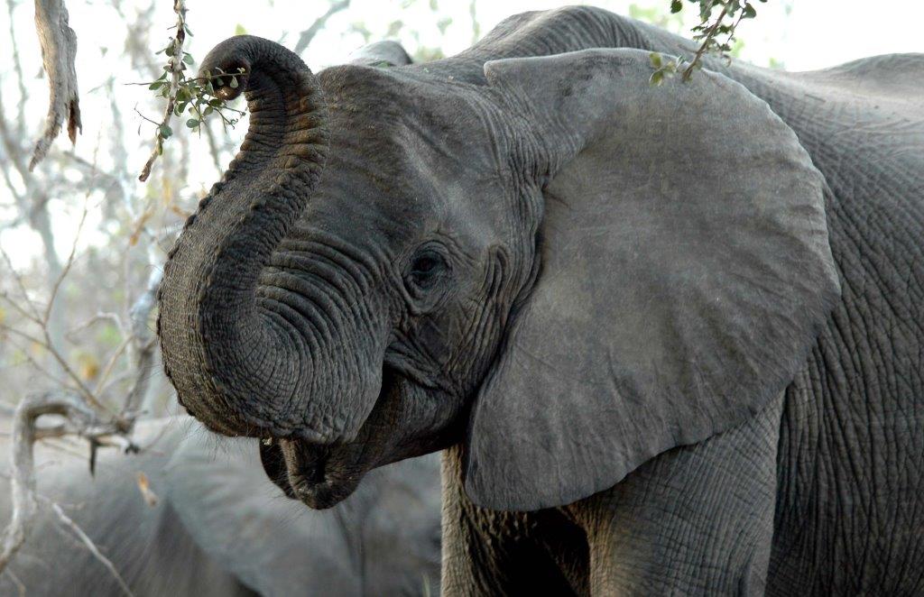 Elephant are bountiful in certain parts of Botswana