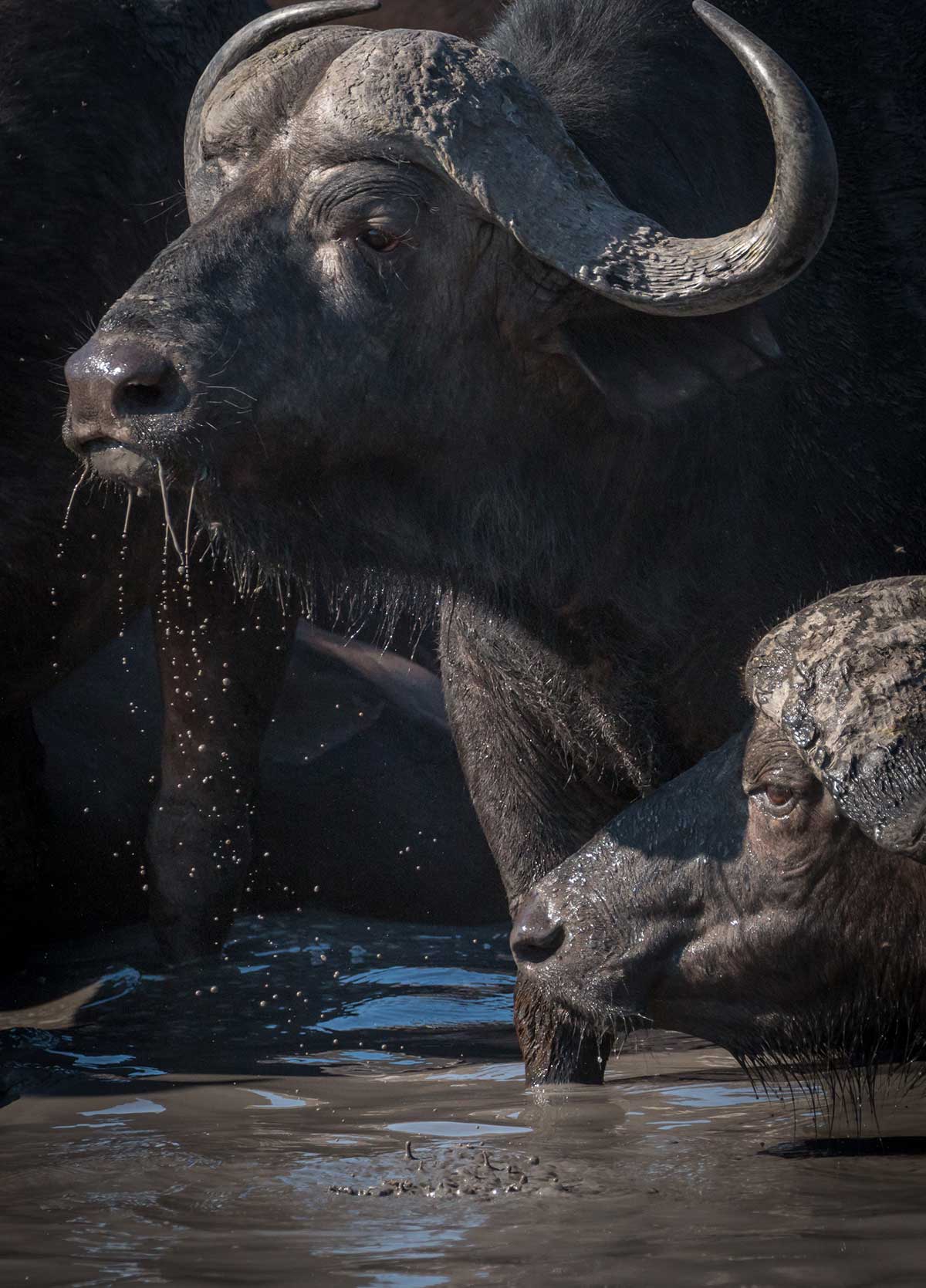 Botswana buffalo| Botswana Luxury Safari (credit Rachel Lang)