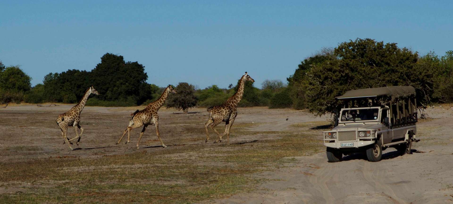 Giraffe running across the path in Botswana