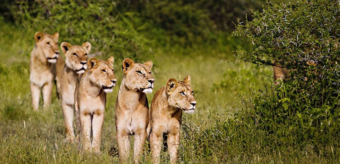 Lion are prevalant in Botswana