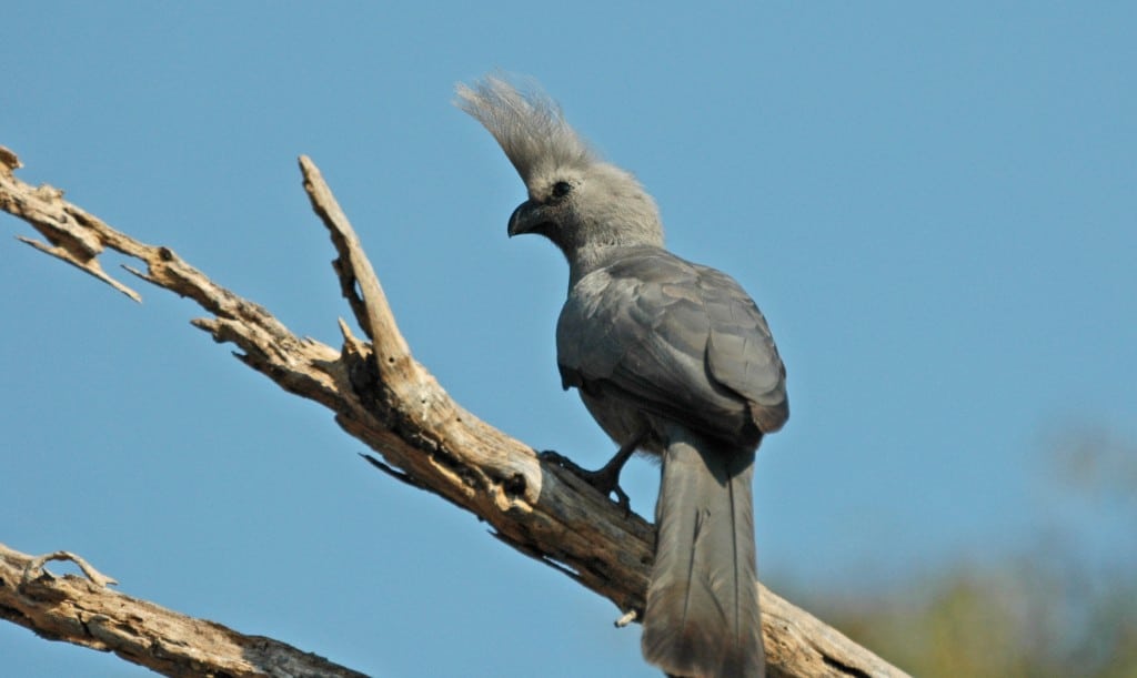 The Grey go-away bird, as seen in Botswana