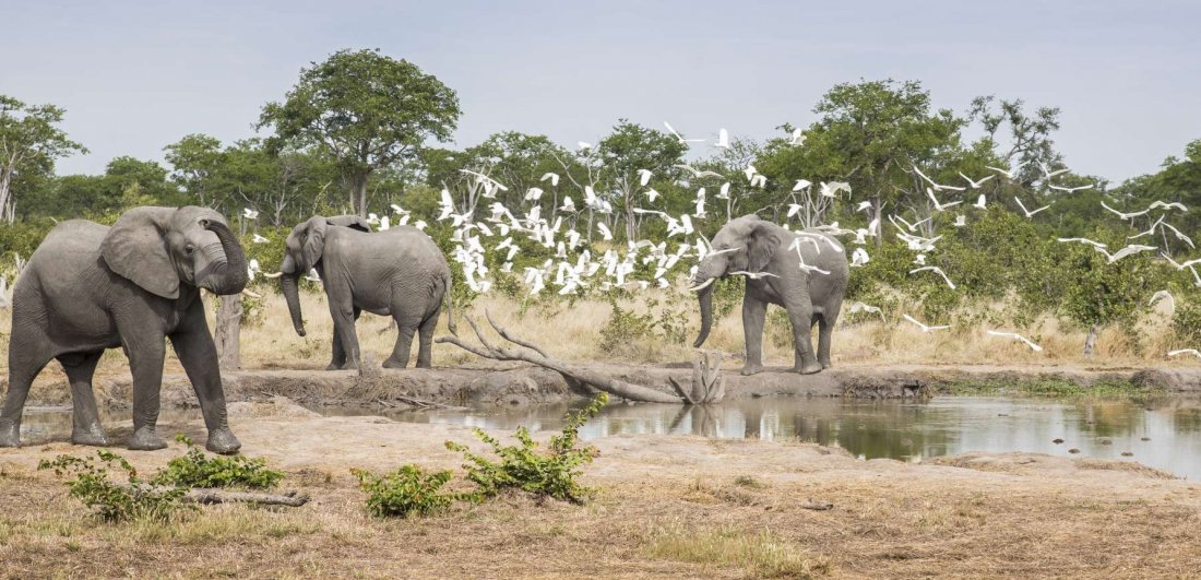 Botswana's Chobe region is home to the world's largest herds of elephant and prolific birds