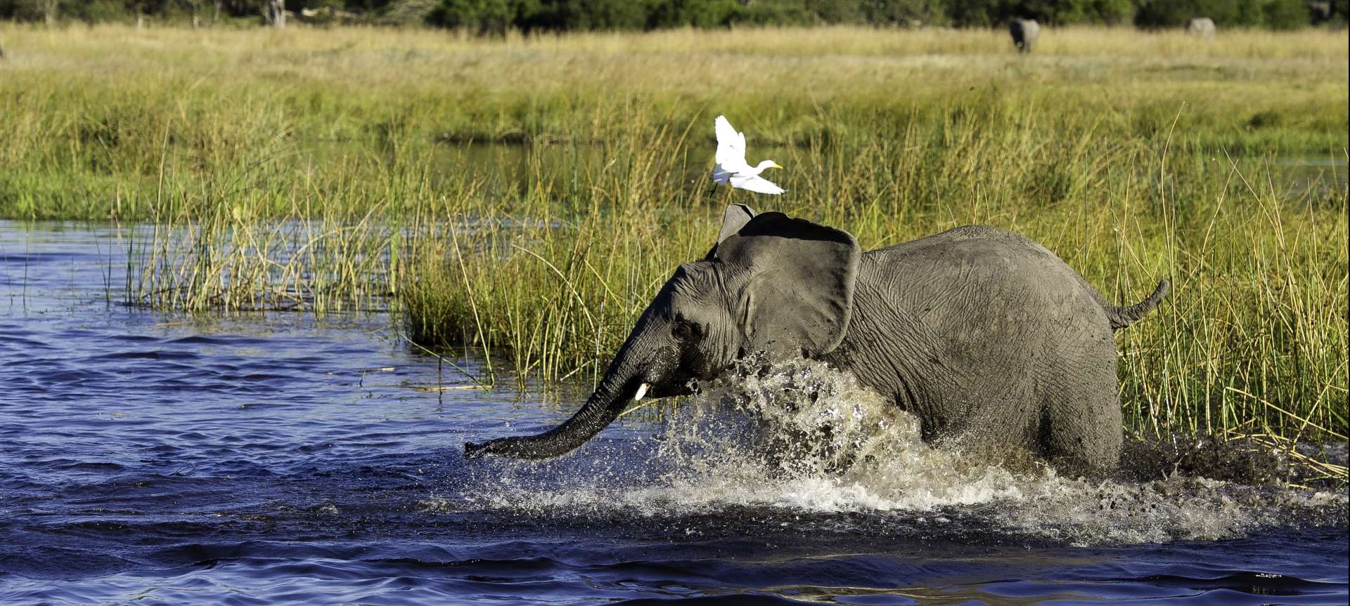 Wildlife is prolific throughout both South Africa and Botswana