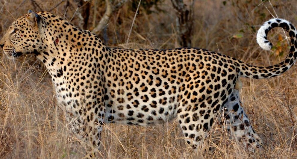 Leopard in Botswana.