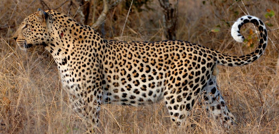 The intrepid leopard botswana wildlife safari