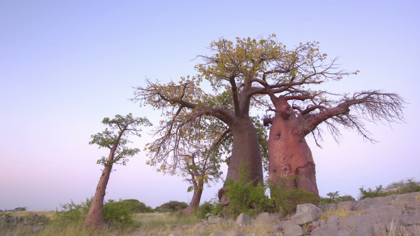 Botswana's baobab trees are a beautiful reminder of nature standing the test of time
