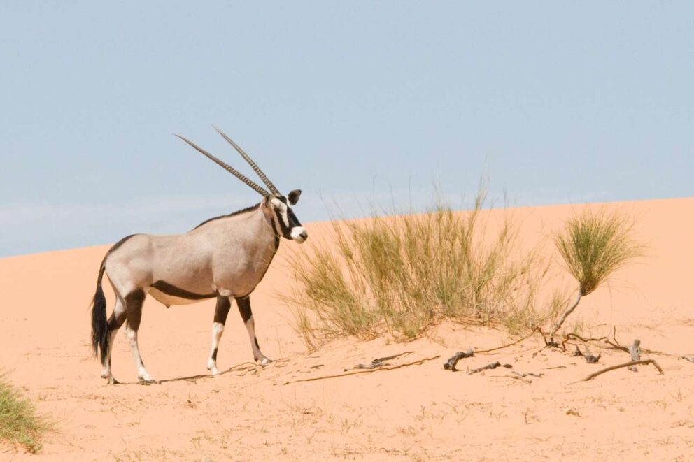 The oryx strikes a formidable pose against the backdrop of the Kalahari Desert
