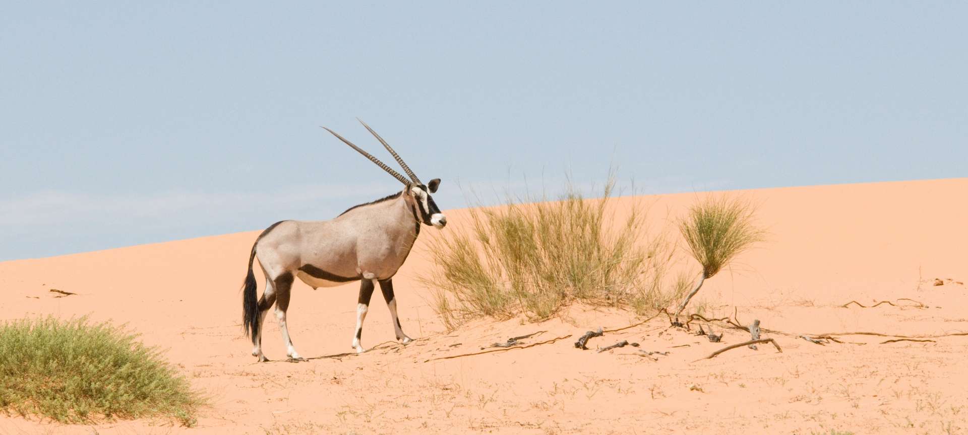 The oryx strikes a formidable pose against the backdrop of the Kalahari Desert