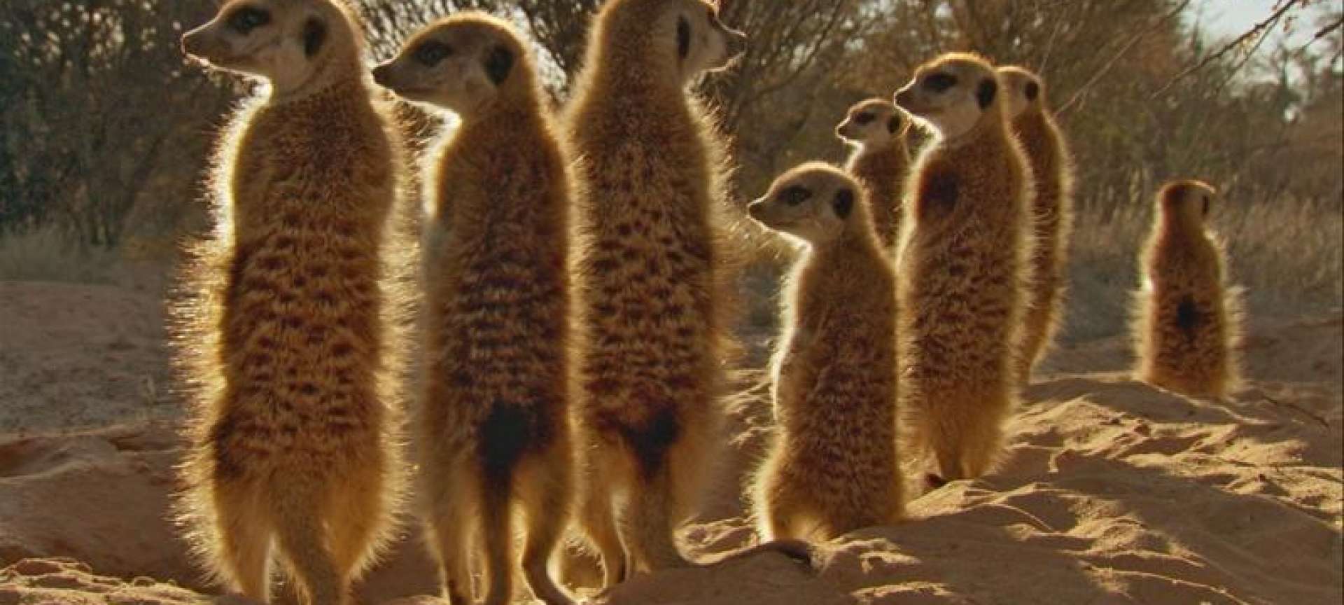 walking with meerkats is a great family safari experience